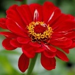 work-at-home-mom-revolution-red-zinnia-image