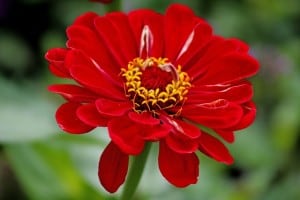 work-at-home-mom-revolution-red-zinnia-image