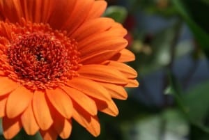 big-orange-gerbera-side-image