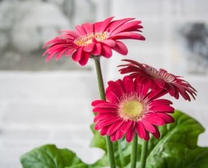 work-at-home-three-flowers-image