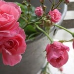 work-at-home-roses-overflowing-image