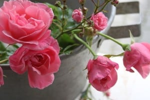 work-at-home-roses-overflowing-image