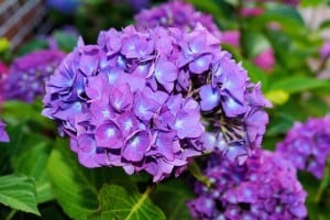 large-deep-purple-hydrangea-image