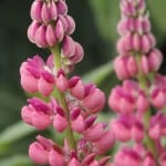 pink-lupine-stalks-image
