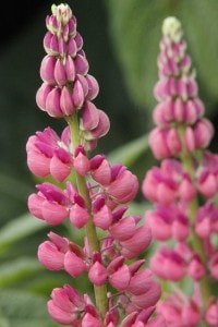 pink-lupine-stalks-image