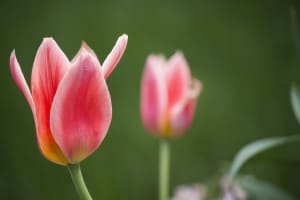 pink-white-tulips-on-green-background-image