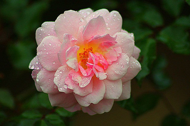 light-pink-rose-yellow-middle-image