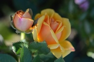 yellow-rose-and-bud-image