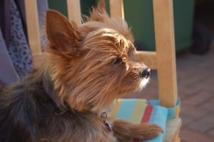 work-from-home-terrier-sun-image