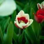work-at-home-red-and-white-tulip-image