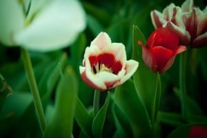 work-at-home-red-and-white-tulip-image