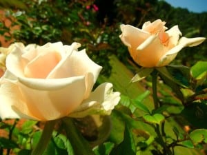 light-yellow-roses-image