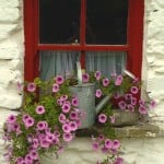 lovely-floral-window-image
