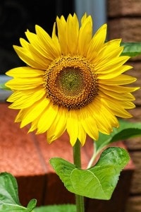 work-from-home-sunflower-image