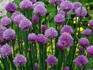 chives-image