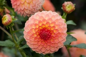 peach-color-dahlias-image