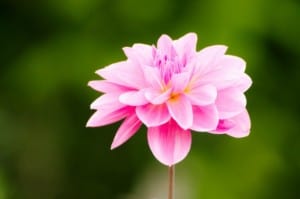 light-pink-flower-alone-image