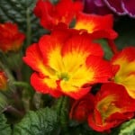 flame-flowers-image