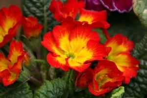 flame-flowers-image