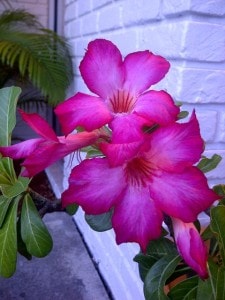 purple-pink-blooms-white-wall-image