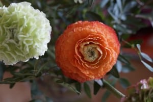 dark-white-and-orange-flowers-garden-image