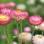 field-of-pink-yellow-white-green-image