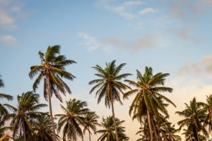 tropical-palm-trees-image