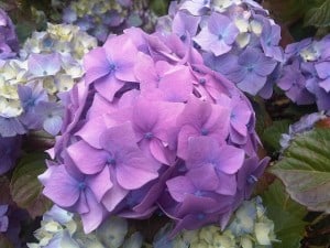 lavender-purple-white-flowers-image