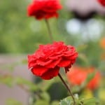 red-orange-rose-garden-image