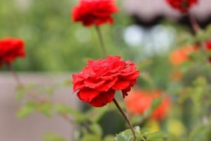 red-orange-rose-garden-image