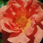 simply-peachy-rose-image