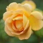 bright-yellow-rose-single-image