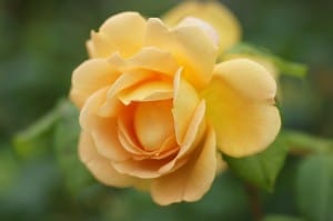 bright-yellow-rose-single-image