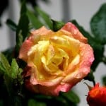 roses-yellow-peach-orange-image