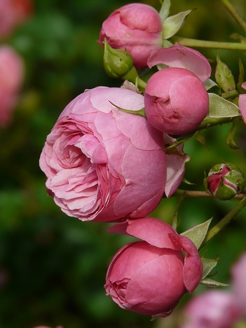 three-side-pink-roses-image