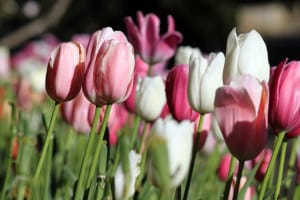 pink-and-white-tulips-field-image