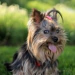 Start a Home-Based Pet Business with DogVacay